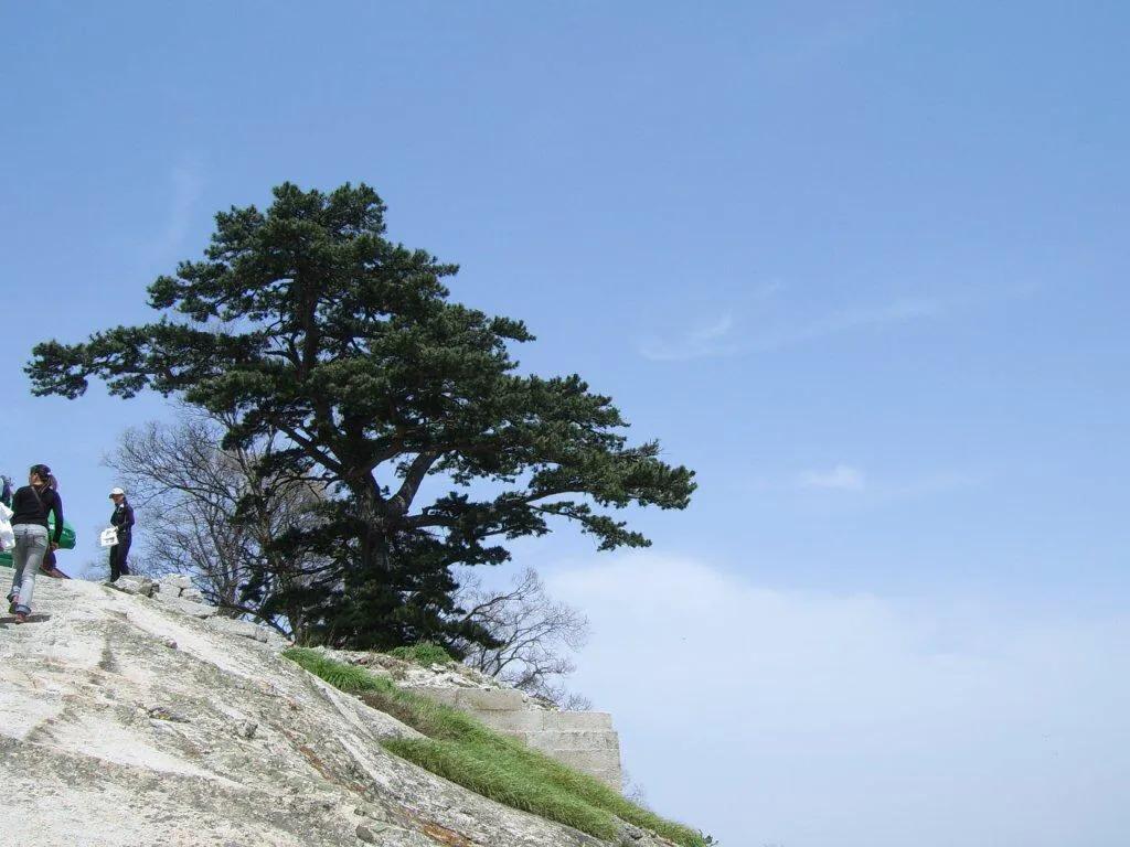 華南五針松是中國特有樹種,分佈於中國湖南南部,貴州獨山,廣西,廣東