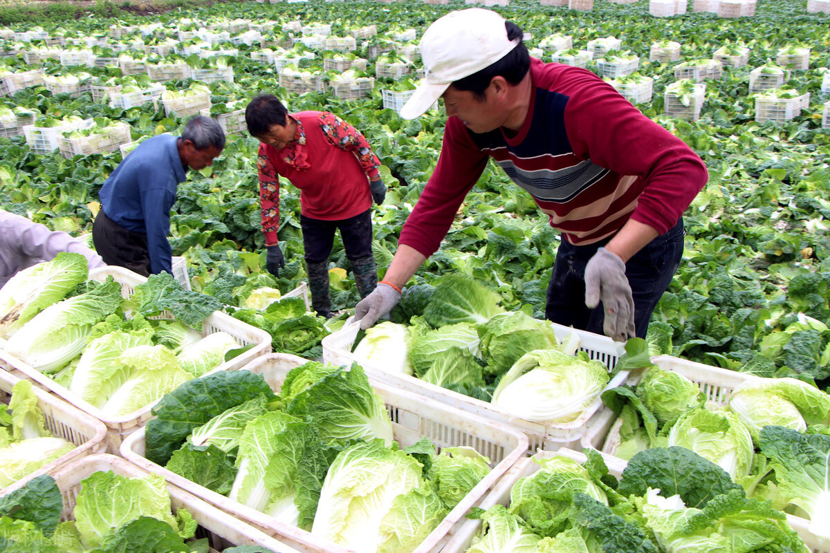 甘蓝触底1毛，娃娃菜、豆角接连回落，葱蒜行情却开挂，还涨吗