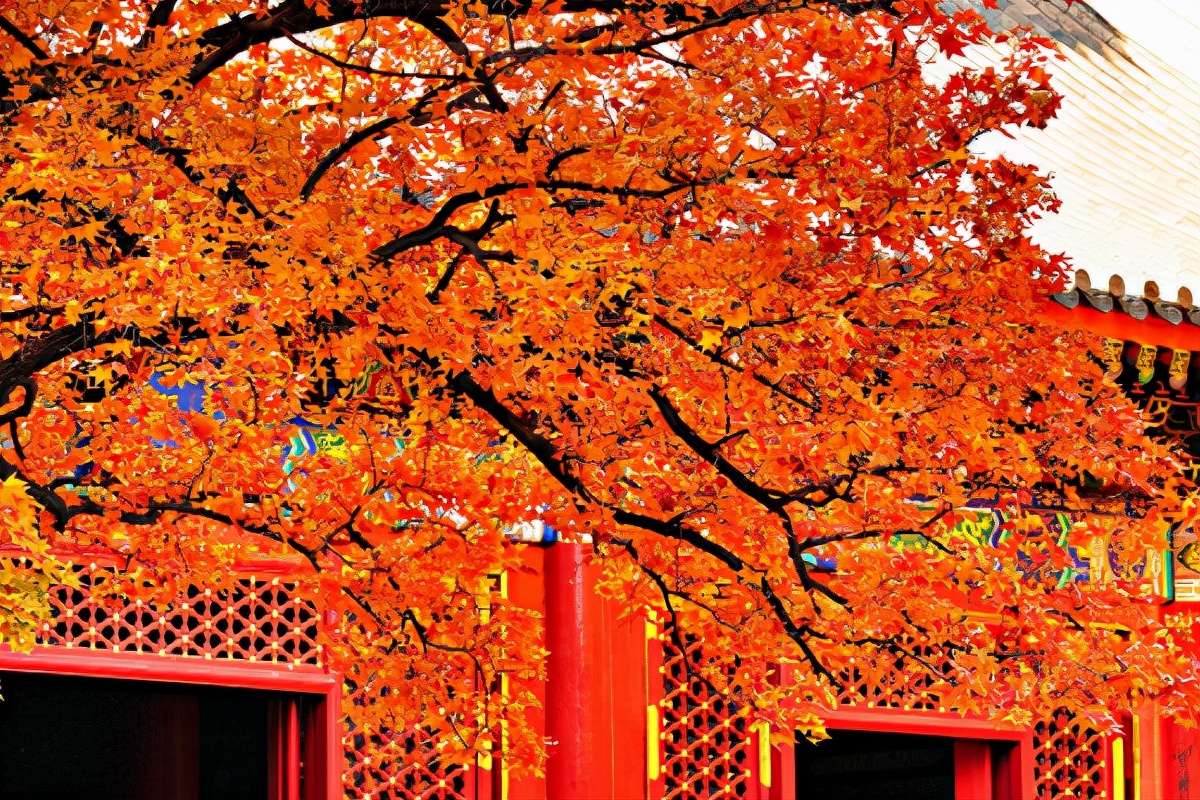 香山门票多少钱(北京香山"红叶盛宴"已就绪,被誉为"燕京八景",门票仅