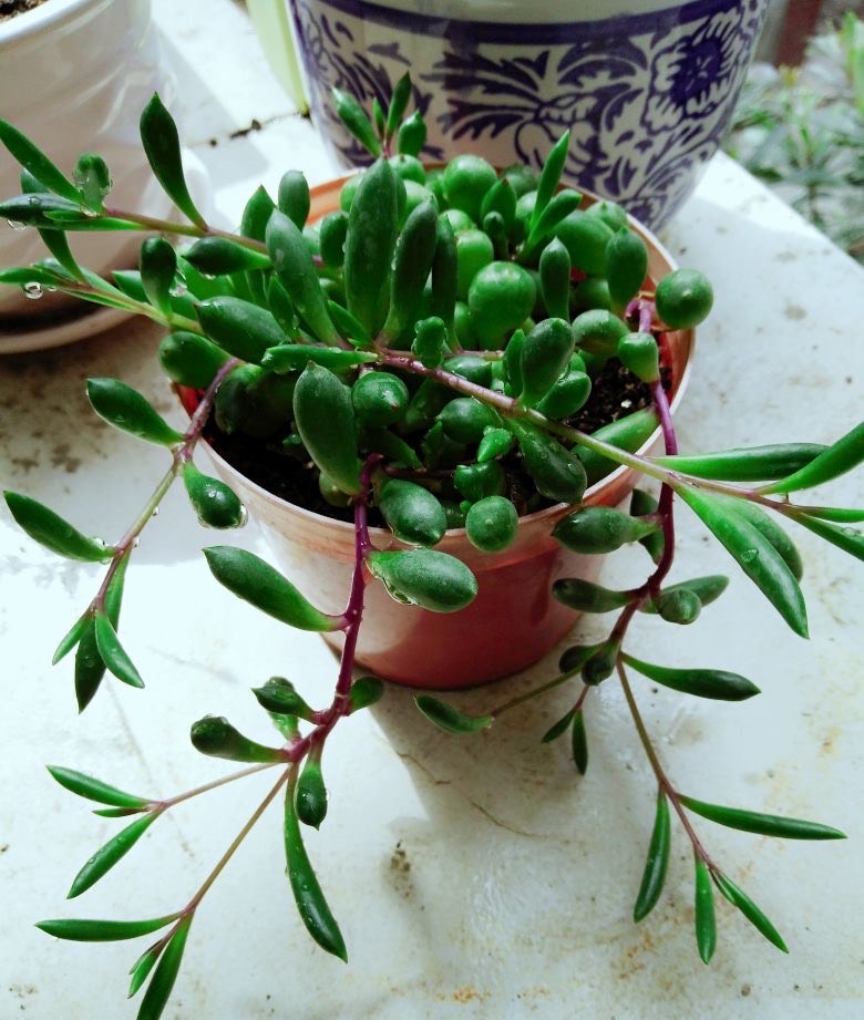 多肉紫玄月这样养,生长快,颜色美,爆盆无压力