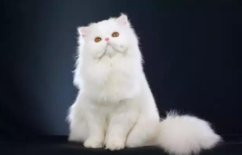 波斯猫的眼睛,波斯猫的眼睛一般是什么颜色