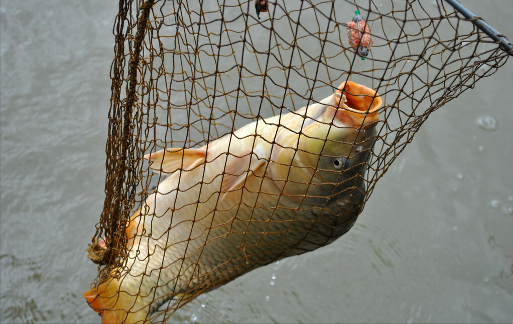 三道鳞三道鳞侵入黄河