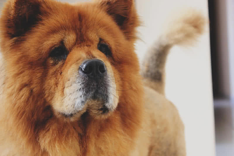 世界上十大美丽的狗品种，中国犬种上榜