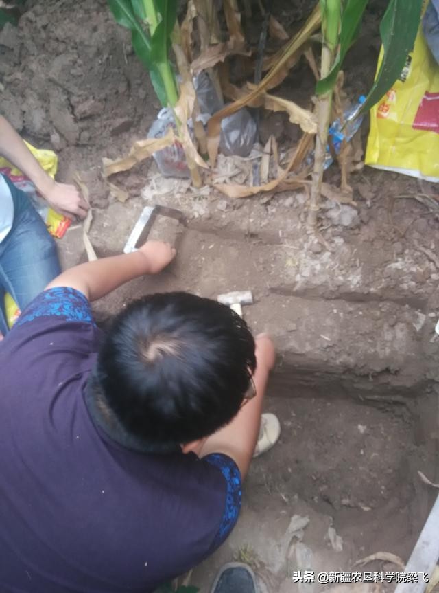 如何利用田间持水量和土壤容重确定滴灌作物一亩地的最大灌溉量？