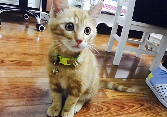 车票开抢，主人与猫咪都要回家？应知宠物托运的两大注意点