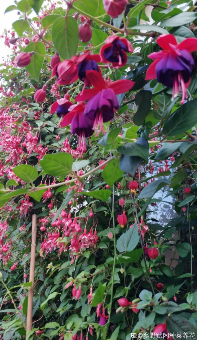 吊钟花是什么样(倒挂金钟养殖方法长成一棵树年年都开花)