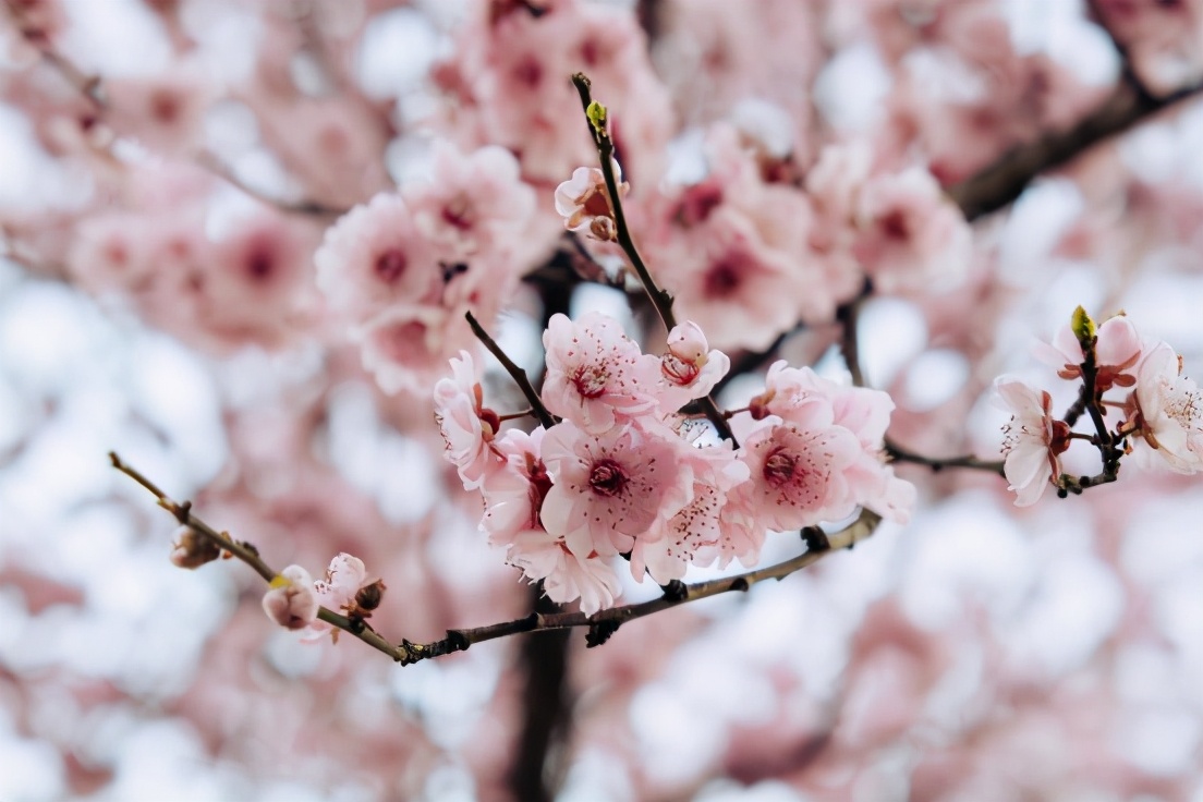 高清大图惊艳来袭！或许，“她”就是南京大学最美校花！