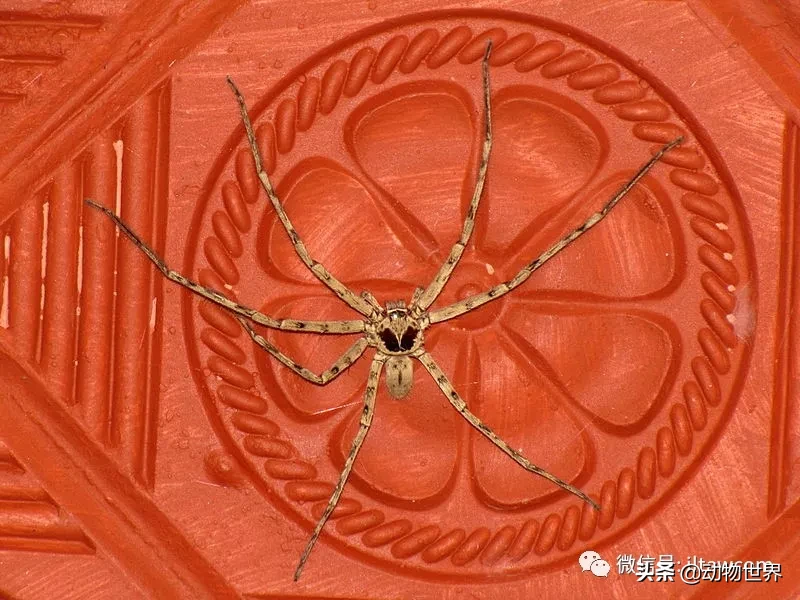 蟑螂的天敌是什么动物（一文了解蟑螂的真正天敌）