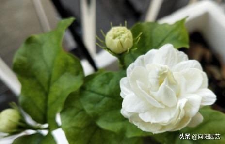 茉莉花几月份开花（茉莉迎来花期花香飘3里）