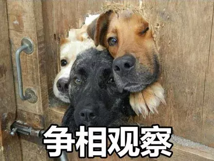 海底捞画风突变:满场撩妹机器人,配人造星空堪称年度最佳打卡地
