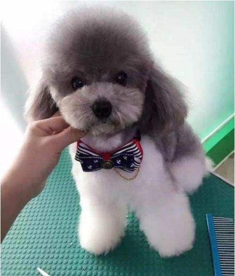 贵宾犬价格泰迪犬颜色这么多