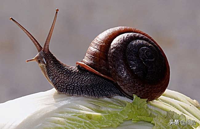 蜗牛爱吃什么,蜗牛爱吃什么东西