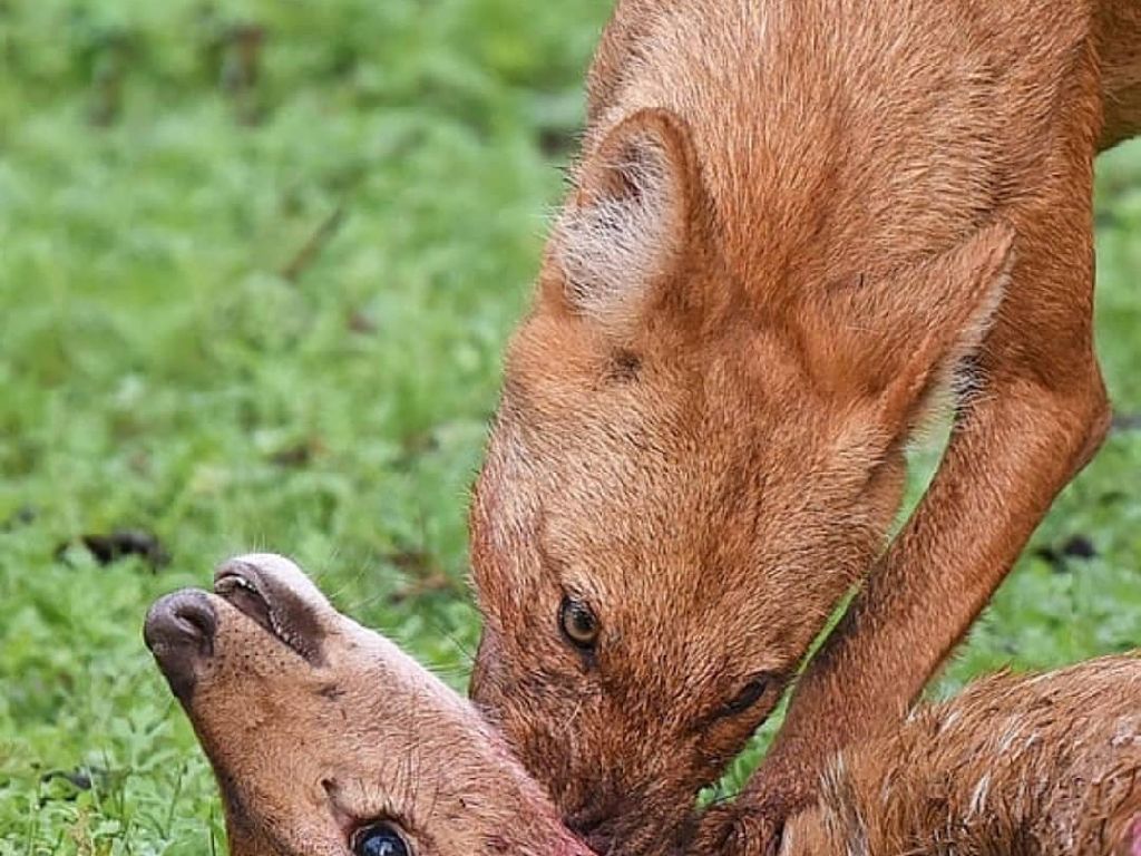 “豺”惊现云南！犬科中的“迅猛龙”，掏肛捕猎，还敢虎口夺食