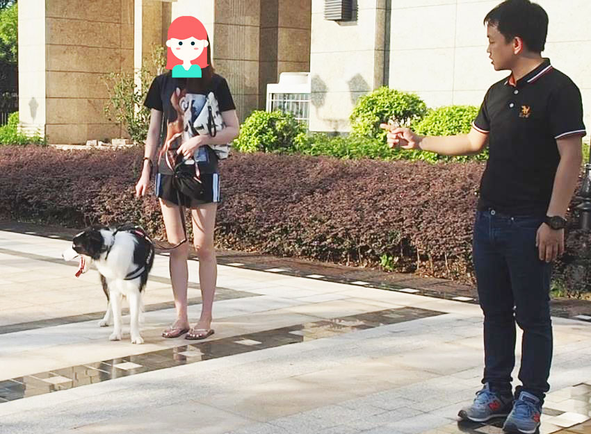 单月28次青云奖励+登顶头条宠物榜：巨小萌2019感谢有你