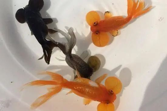 金鱼百览