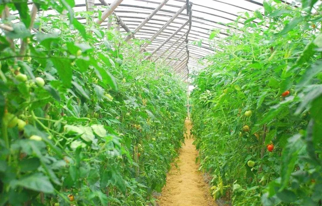 让一切从心出发——海淀外国语签约奥伦达部落·五云山小镇