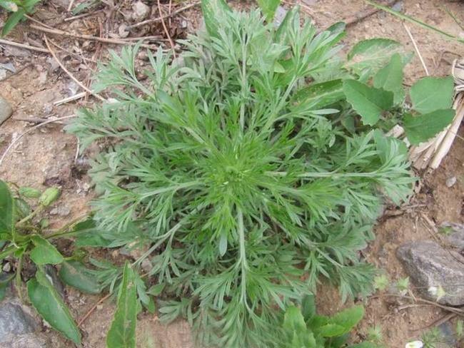 10元一斤的野菜茵陈蒿,能退黄疸,久食轻身益气,耐老,面白悦