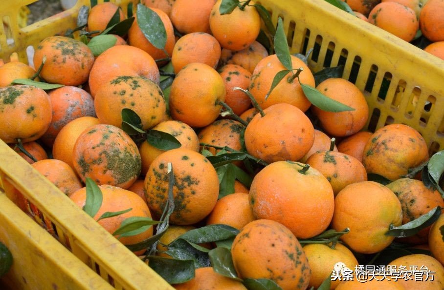 金秋砂糖桔尾货卖6块，都说今年柑橘市场不好，沃柑还能8块一斤？