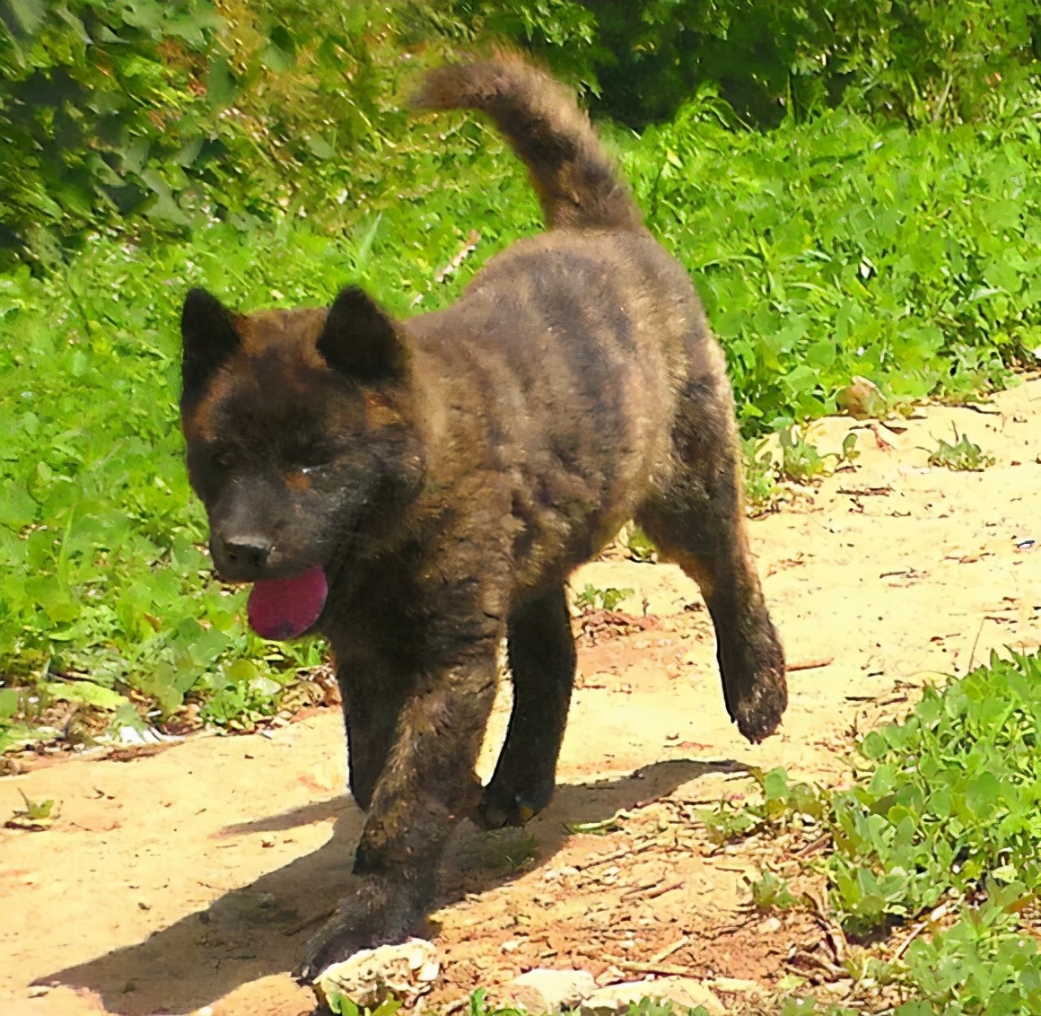 江西虎斑犬图片