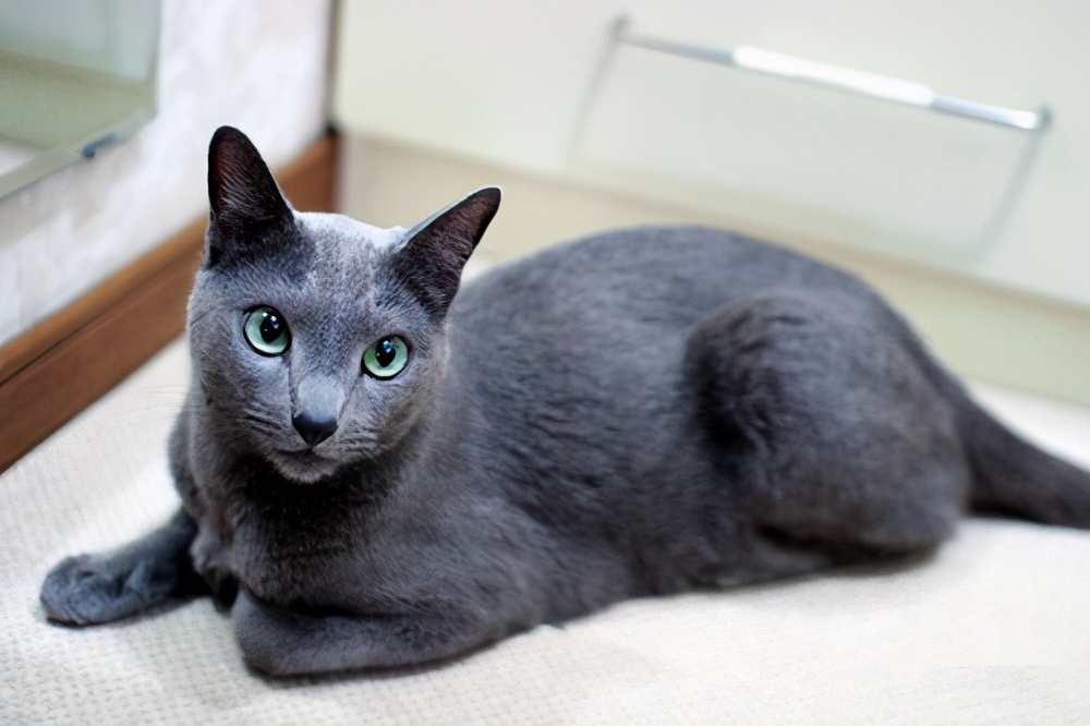 猫咪寿命排行榜，最长的猫可以活20年，你家猫上榜了吗？