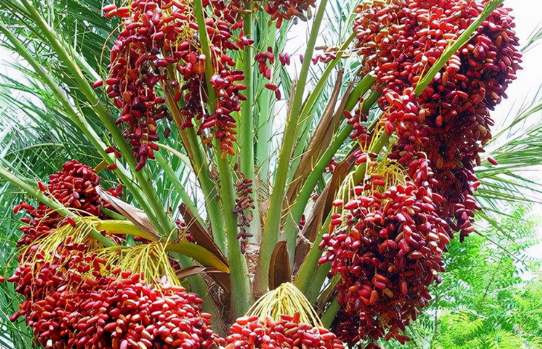 椰枣树图片(挂树上似葡萄) - 赤虎壹号