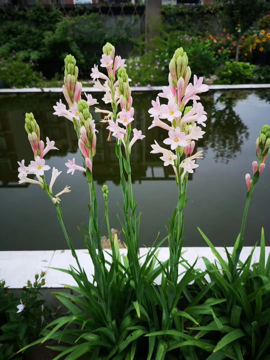 海妈花园访问｜想种花没地方？重庆小学老师在学校楼顶造了座花园