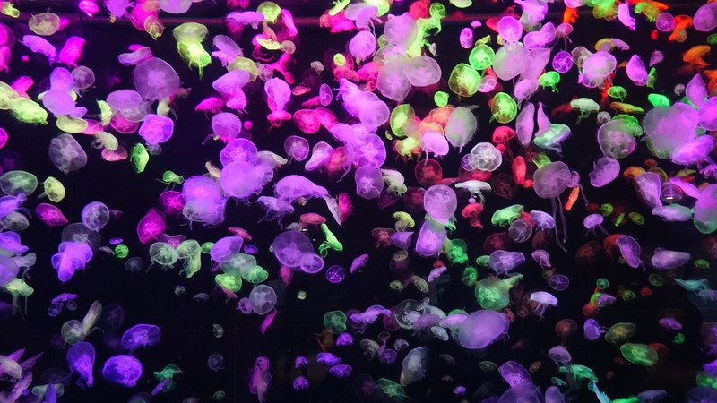 三天三夜欢乐长隆之旅（附攻略）