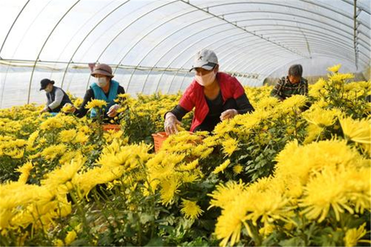 农村种植业，哪些项目有前景，可以长远规划发展呢？