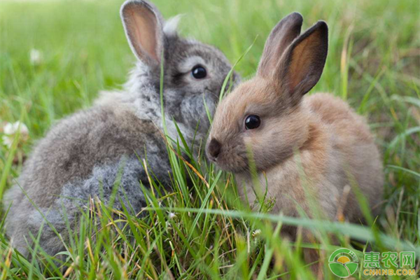 2019兔子养殖利润成本分析(2020年养兔挣钱吗？兔子养殖成本利润分析)