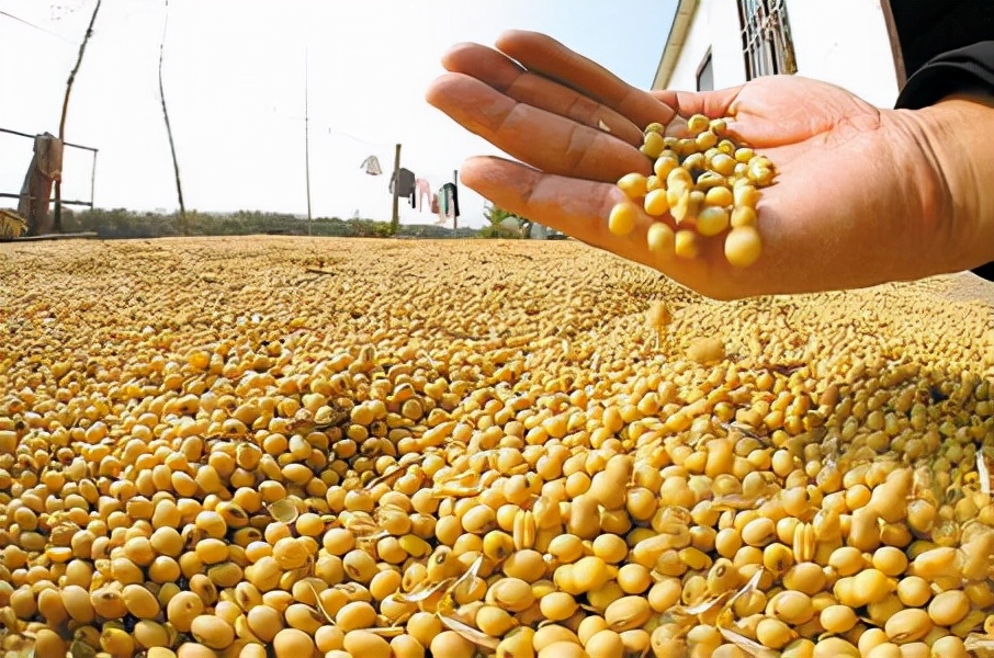 继二氧化碳合成淀粉后，我国又创一氧化碳合成蛋白技术，还量产了