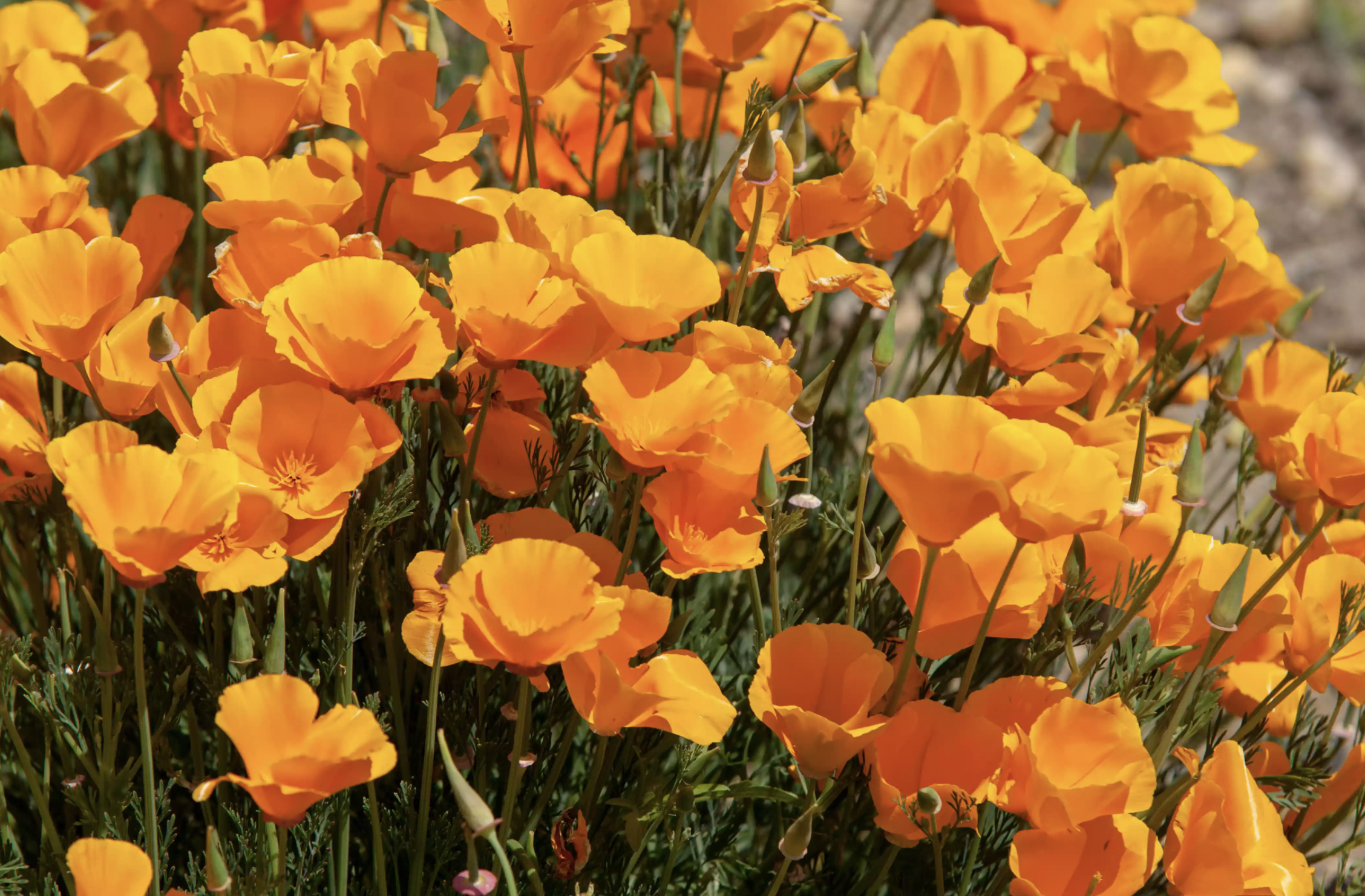 橙色图片(20种充满活力的橙黄色花卉) - 赤虎壹号