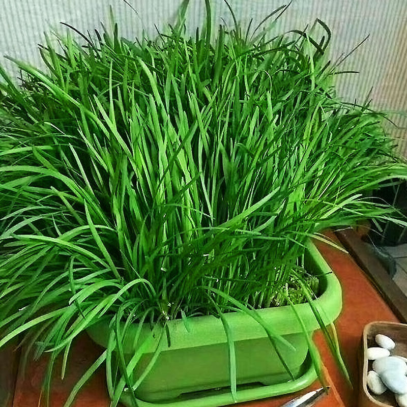 3步教你盆栽韭菜,又粗又"肥硕",根根像小葱,好吃包饺子