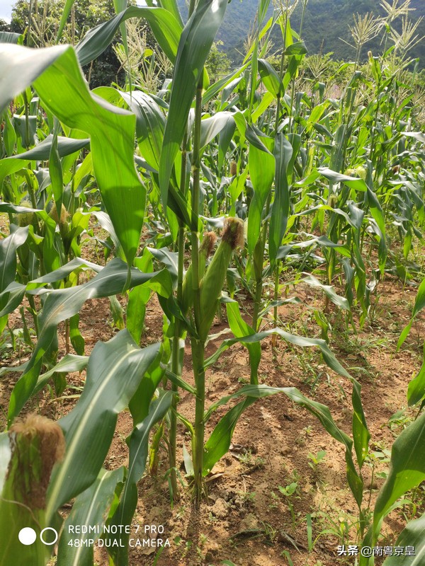 清远北江河边有个小渔村~白庙，还有个娃娃鱼养殖基地雪鲵庄园