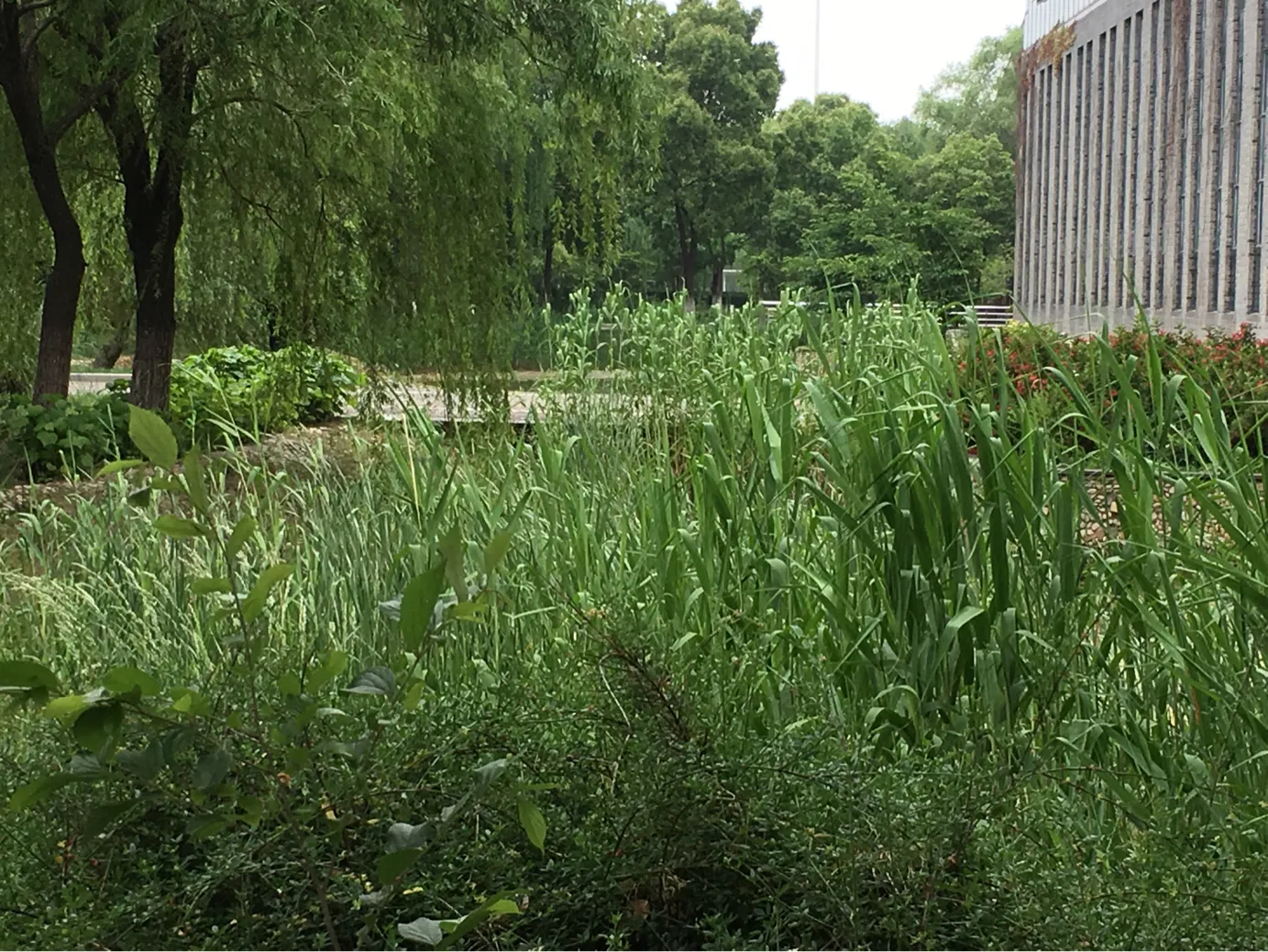 颜值这么高，是哪所高校呢？苏州大学独墅湖校区正在越变越美