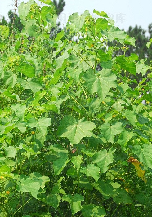 苘麻（Qǐnɡ Má），见过吗？可用于中耳炎，耳鸣，耳聋