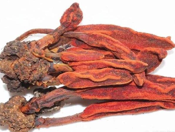 云南回春草价格(回春草真的能回春吗) - 价格百科