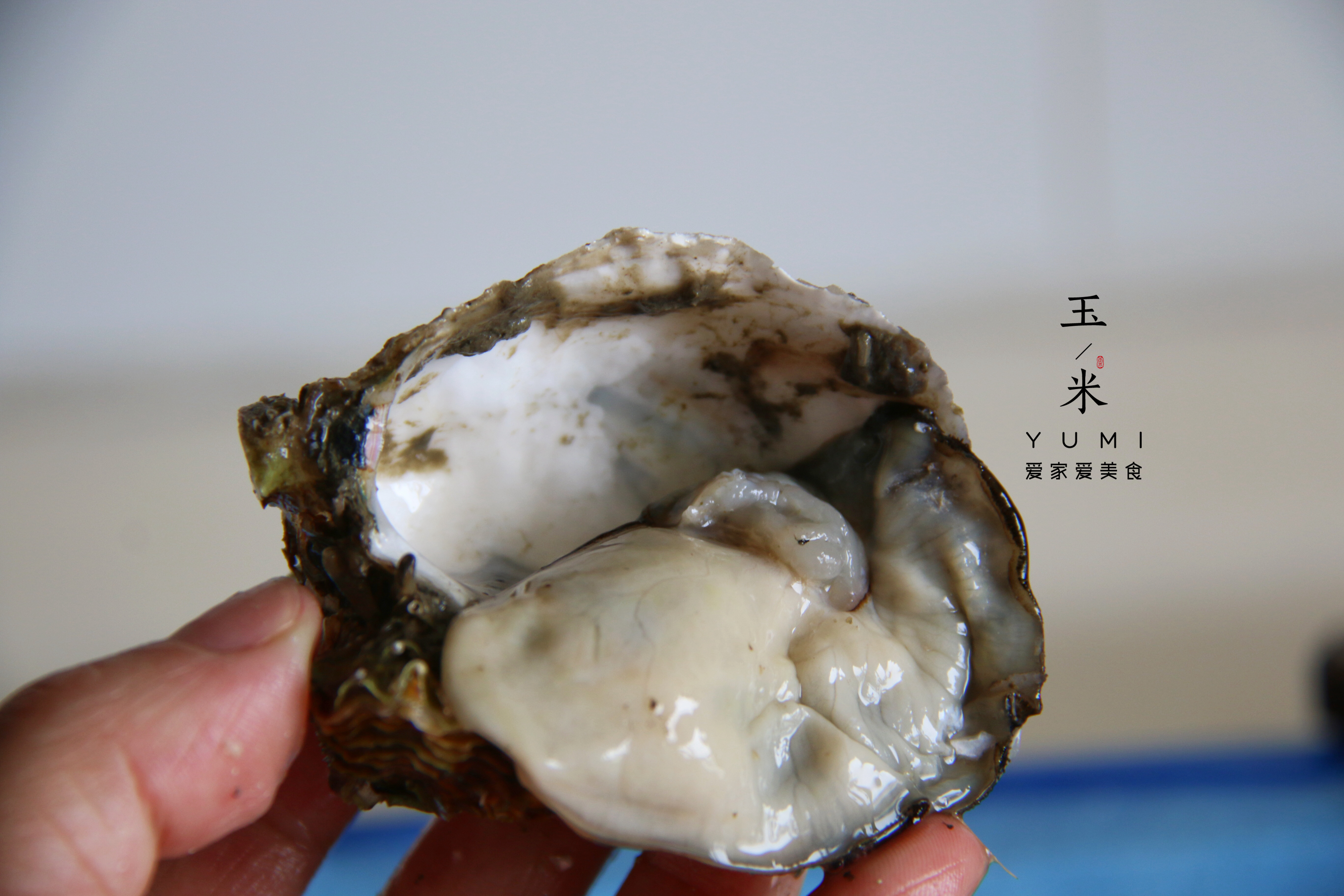生蚝怎么挑选？生蚝怎么开？生蚝怎么清洗？老渔民全都告诉你