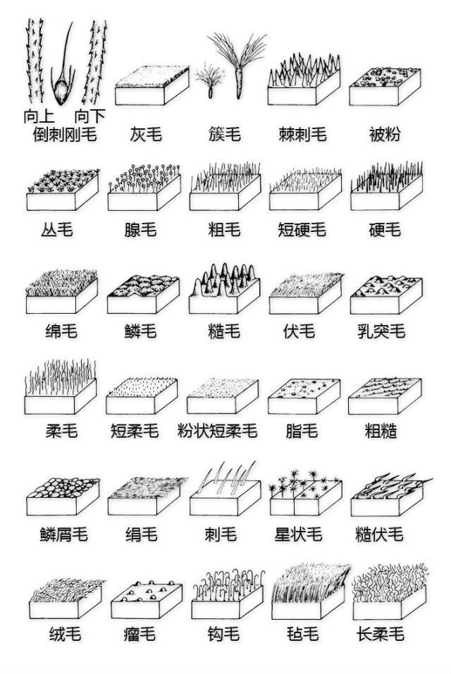 花的基本结构简图（教科书般的植物形态图解）