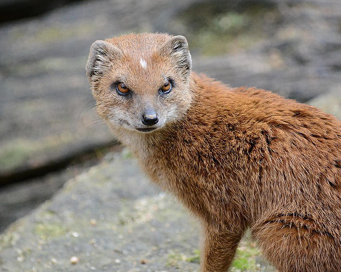 最会玩蛇的蛇獴-可以玩的蛇 - 114知识网