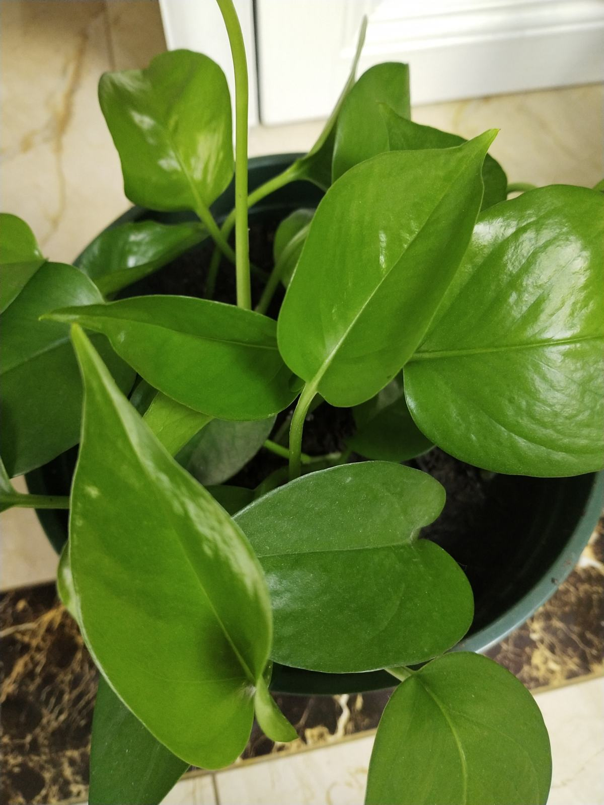 绿萝的功效和作用(家里养绿萝不吉利) - 行就行