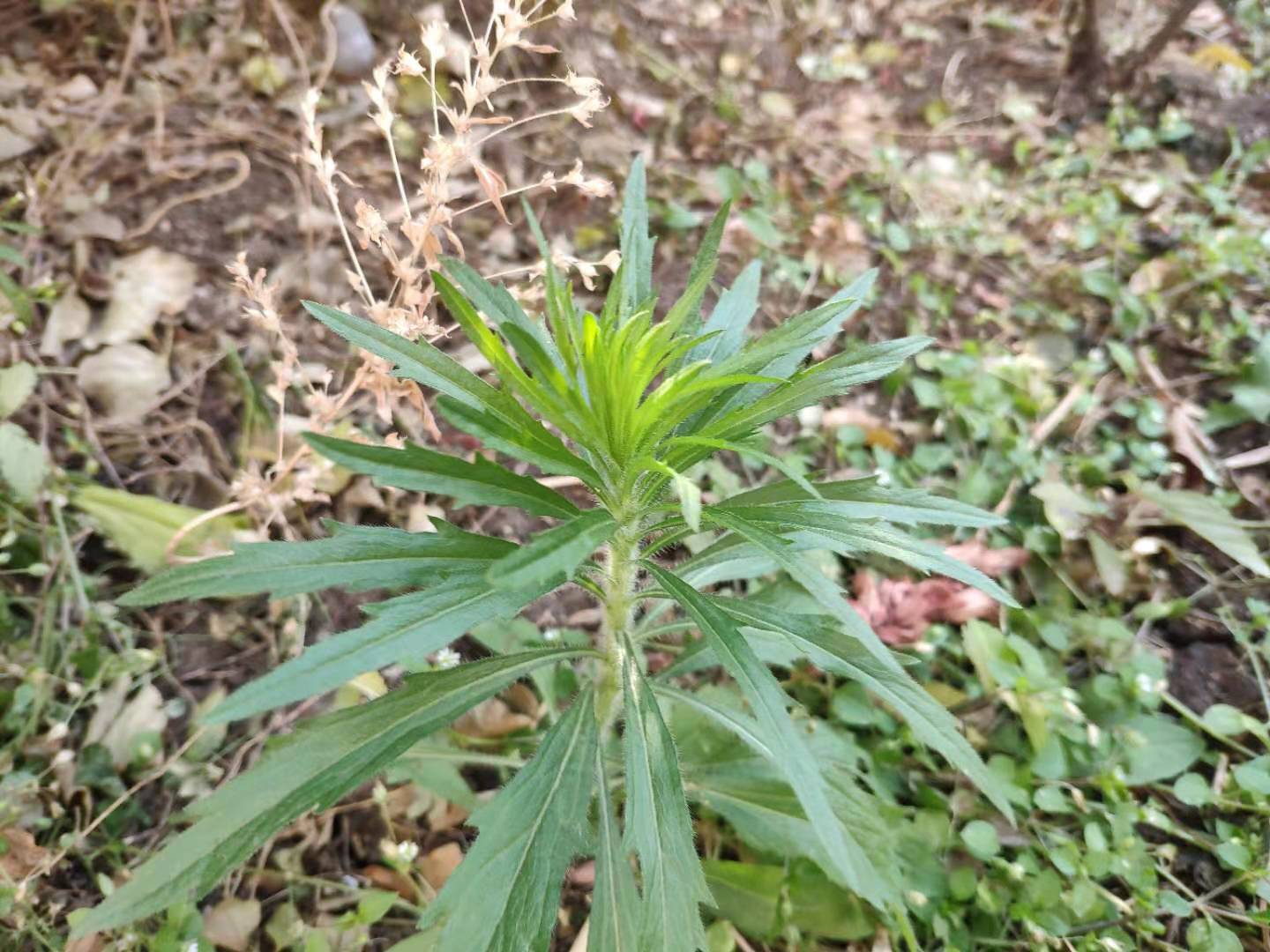 小蓬草的功效与作用(这种草既是害草也是药草懂的人很少)