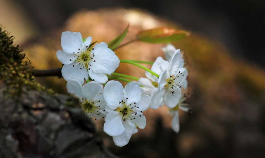 梨花绽放为春来，10首梨花的诗词，在这个美好的季节送给你