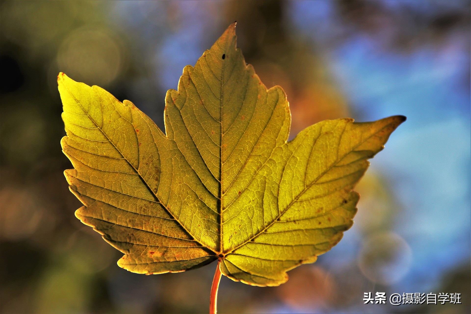 拍美秋天并不难，这6个简单的秋天摄影技巧，帮摄影新手拍美秋天