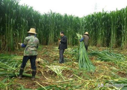 高產(chǎn)牧草有哪些品種？第2種可收割20年，第3種一年能割8茬