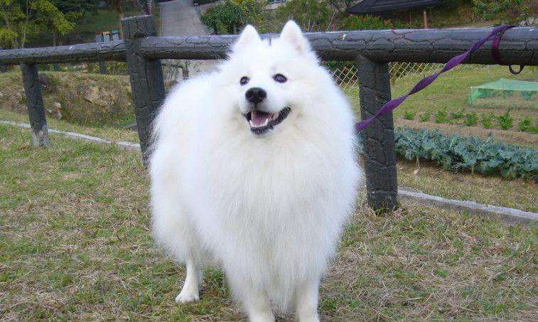 世界名犬:50  美国爱斯基摩犬,怎么像萨摩耶