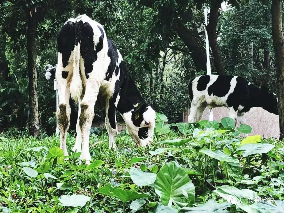 高校各种“神兽”出没，你的大学有什么？
