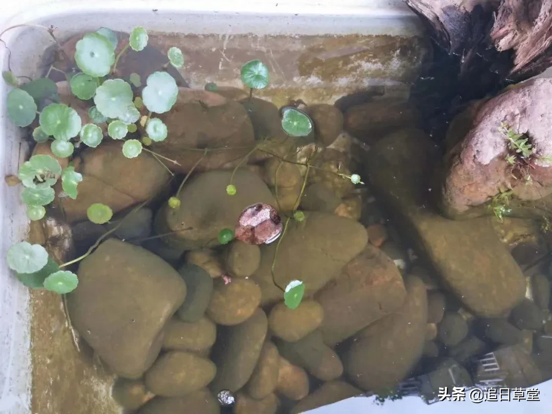 武汉都市菜园DIY回忆录之三樱花潭与浴盆鱼缸