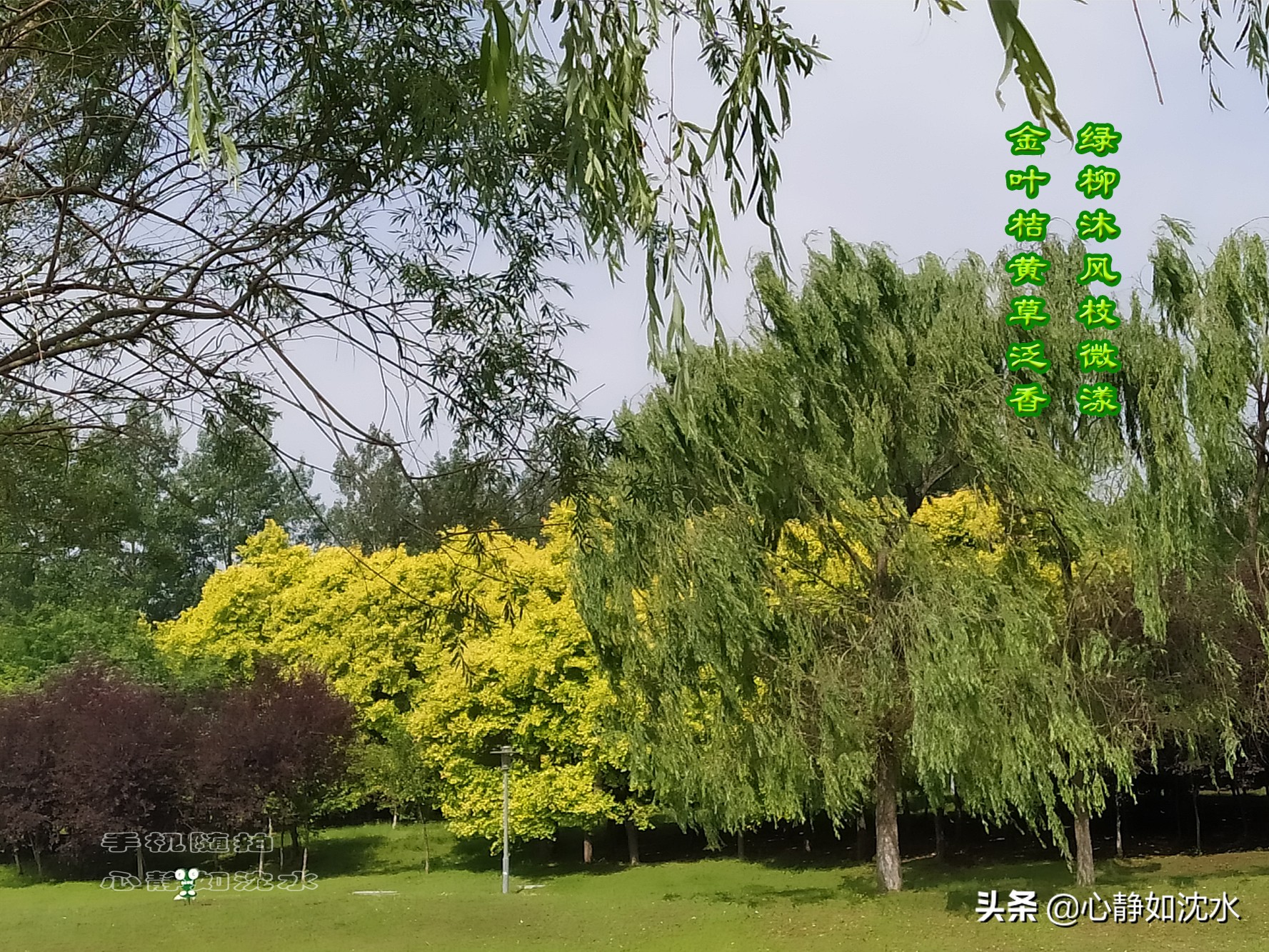 雨后探夏青，喜看小草野花的交融