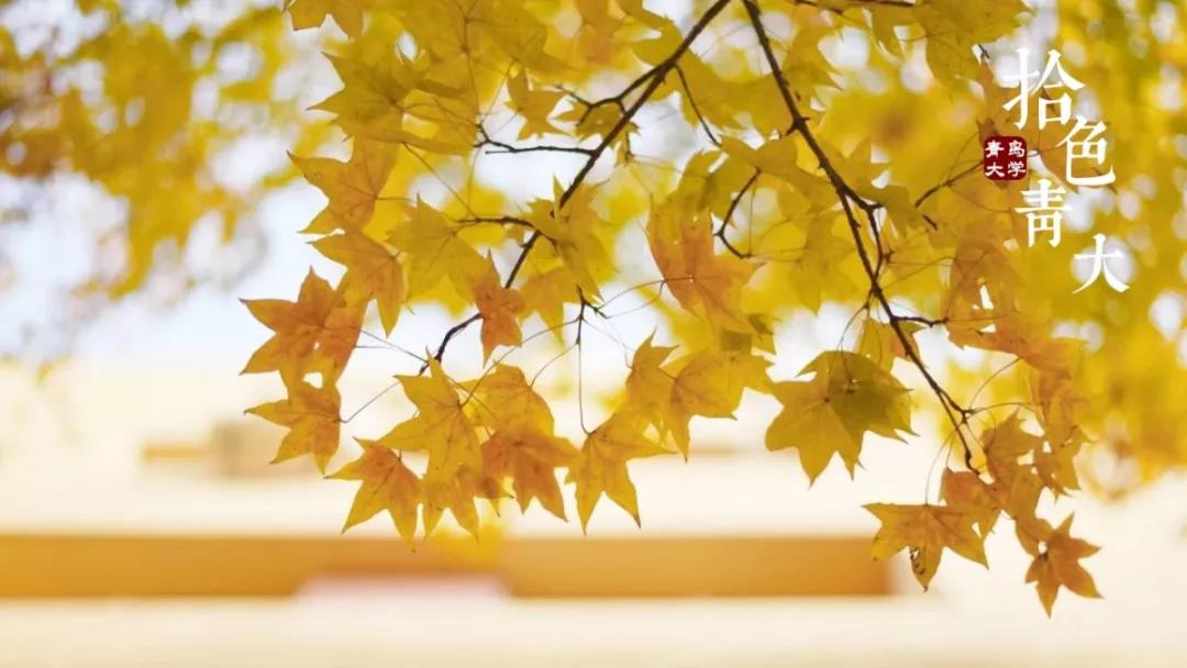 高清曝光！坐拥神仙颜值，山东最美“校花”就在这所大学里！