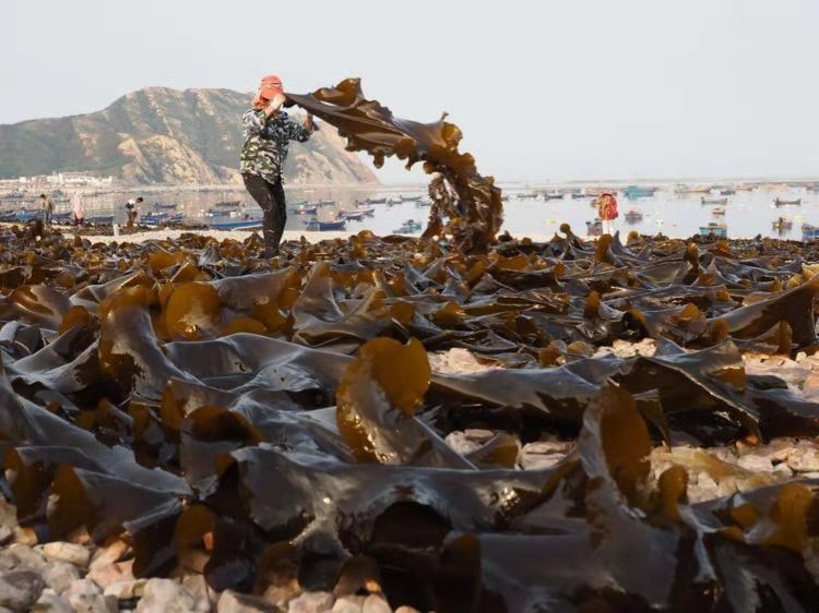 发展海洋低碳经济，维护渤海生态功能